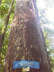 Balau Laut Merah