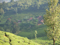 Tea Plantation and Chembra Peak