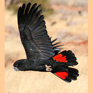 black red tailed cockatoo black red tailed cockatoo