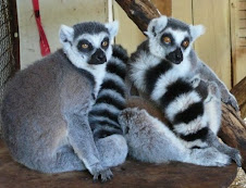 Kye, Razzle and baby Kizmet