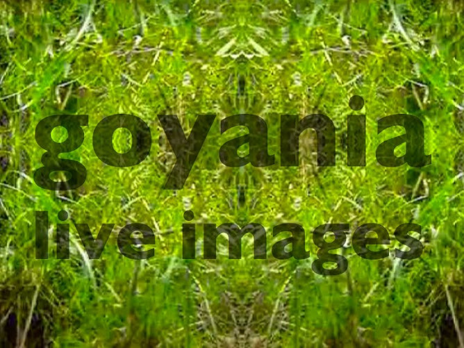 goYania live images