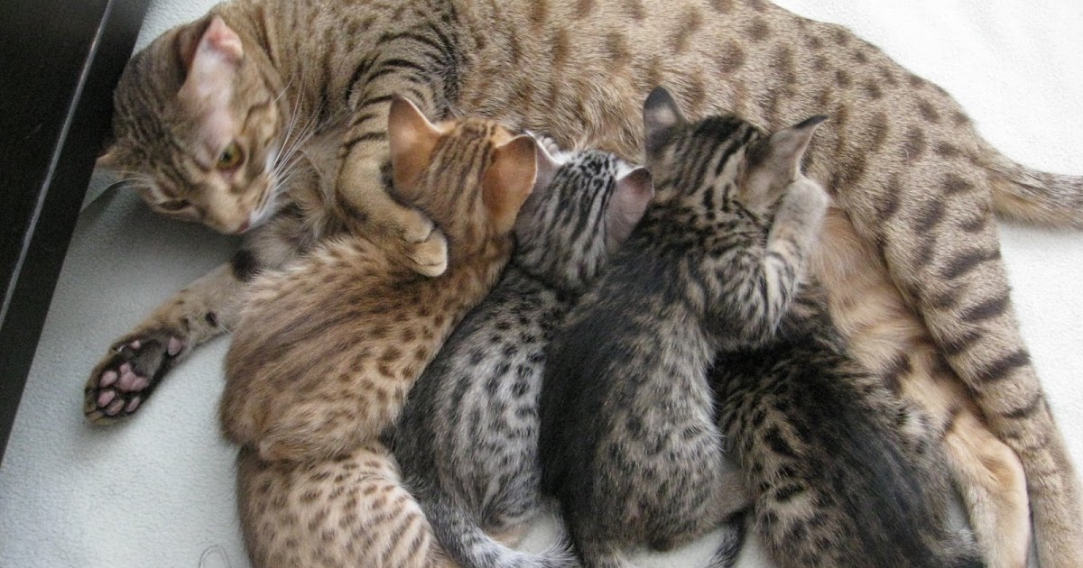 Cattery Kittens 4 weeks old