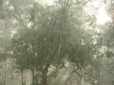 http://1.bp.blogspot.com/_xbOeDVAIcrA/Rso6PE3szNI/AAAAAAAAAso/oAjQyCjVsdE/s400/HeavyRain.gif