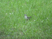 The Cocoo song bird