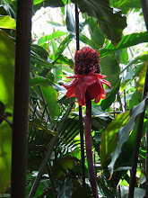 Red flower Ginger Plant at Carins