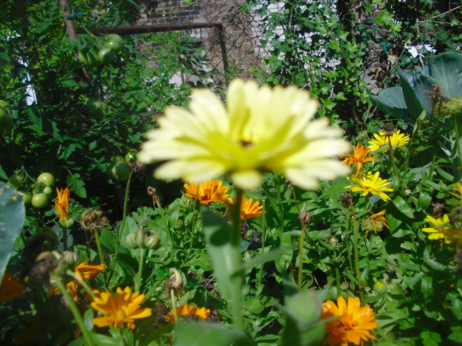 Mauerblumen Die Gelben Engel