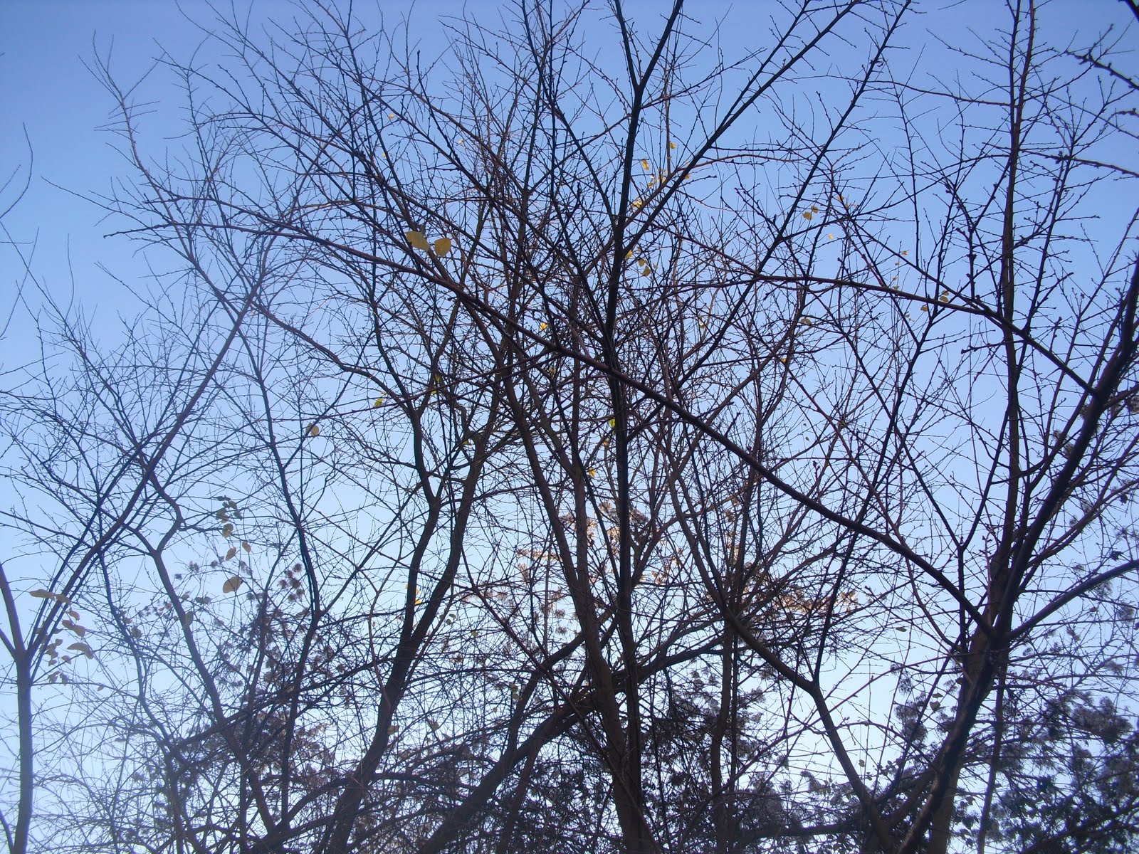 Mauerblumen Lowenzahnbutter