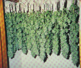 massive cannabis plant