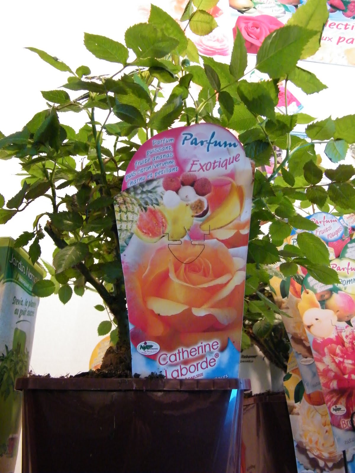 Freshandsalted: rozen en frambozen: over zintuigmarketing Kleur levende voorbeelden