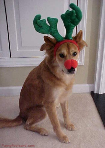 [santa+doggy+anlters.jpg]