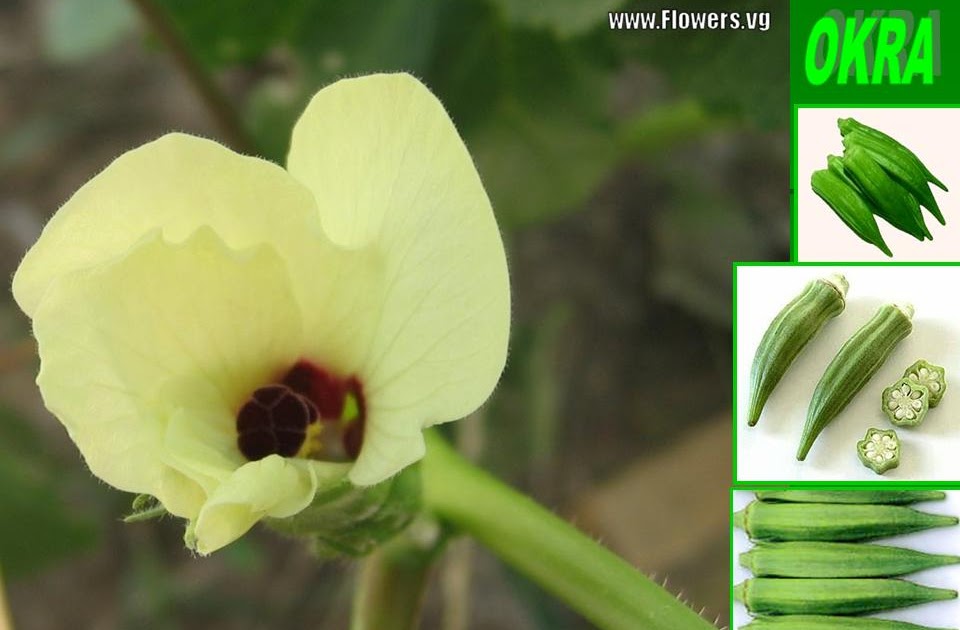 Something2Share OKRA GOOD FOR DIABETIC (TREATMENT SUGAR LEVEL)