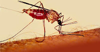 What is health and diseases malaria