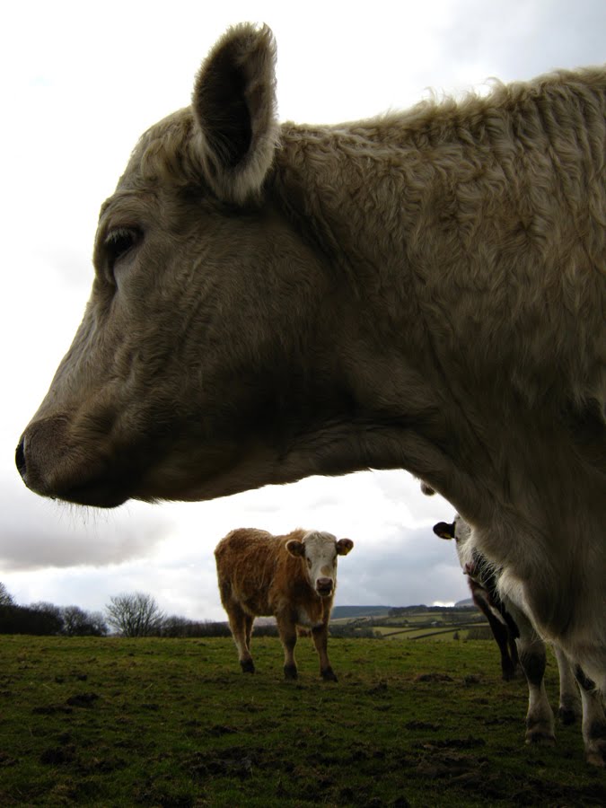 [curious+cows.jpg]
