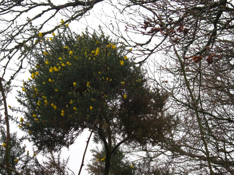 [gorse.jpg]
