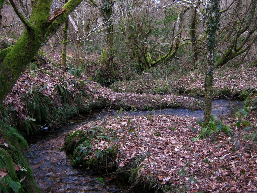 [forest+stream.jpg]