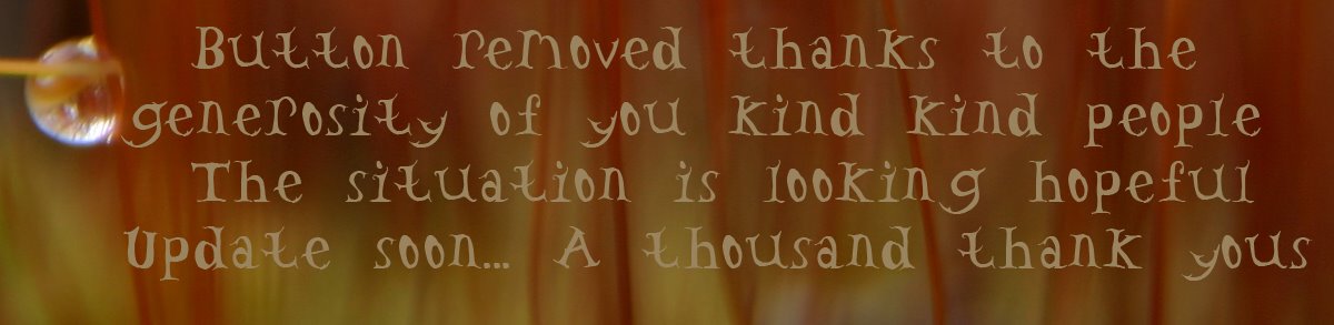 [thank+you+button.jpg]