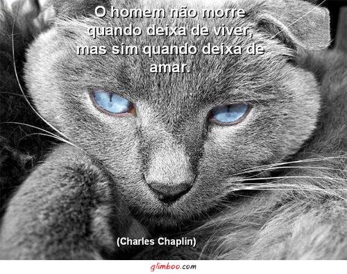 gato- o hmenm nao deixa de viver chaplin