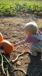 Picking a Pumpkin at Gentry Farm