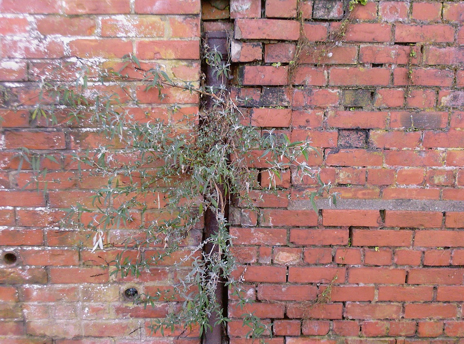 [LUCY+CORRANDER++-++LOOSE+AND+LEAFY++-++BUDDLEIA+IN+WALL++-++13TH+JANUARY+2009.jpg]