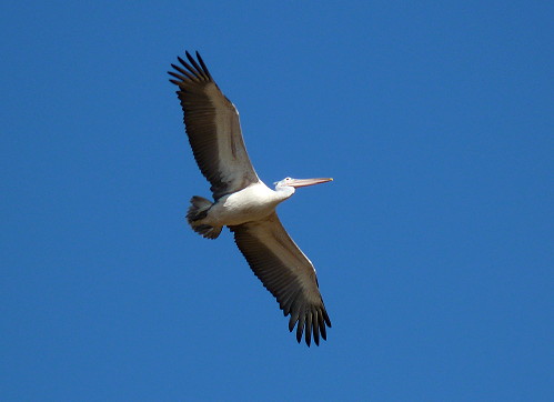 [pelican.JPG]