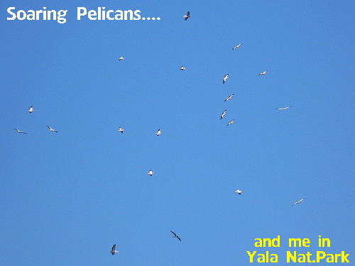 [Pelicans.JPG]