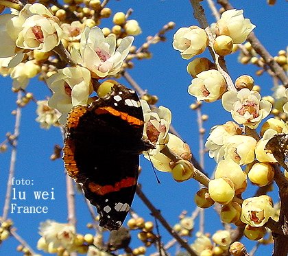 [en+flore+lu+wei.JPG]