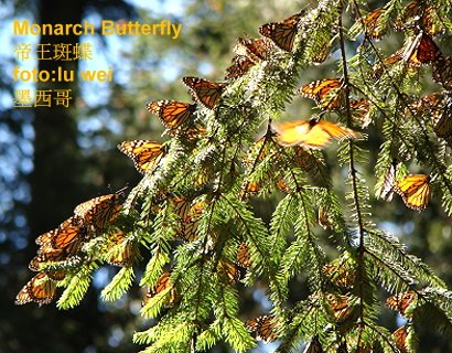 [Mariposa+on+tree.JPG]