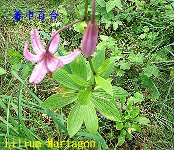 [DSC08460.JPG]
