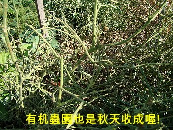 [worms+desastre.JPG]