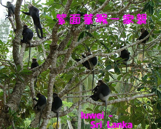 [Purple+faced+leaf+monkey.JPG]