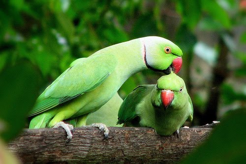 Image result for கிளி