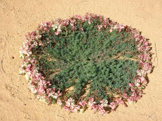 Wreath Leschenaultia