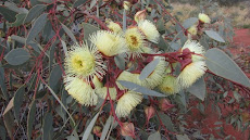 Red-bud Mallee