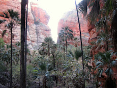 Purnululu remnant rainforest