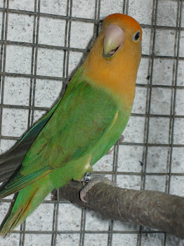 Agapornis Roseicolis Ópalino verde face laranja