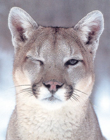 puma homme cougar puma homme cougar