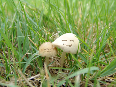 mushrooms wallpaper
