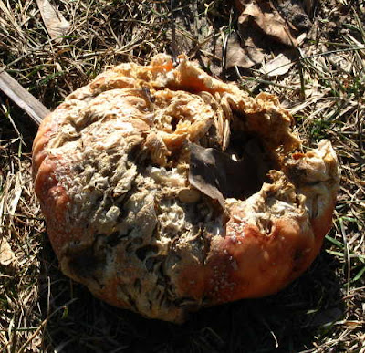 [Image: rotten-pumpkin_03-14-09_5118.JPG]