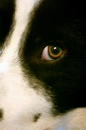 Dog is Watching You