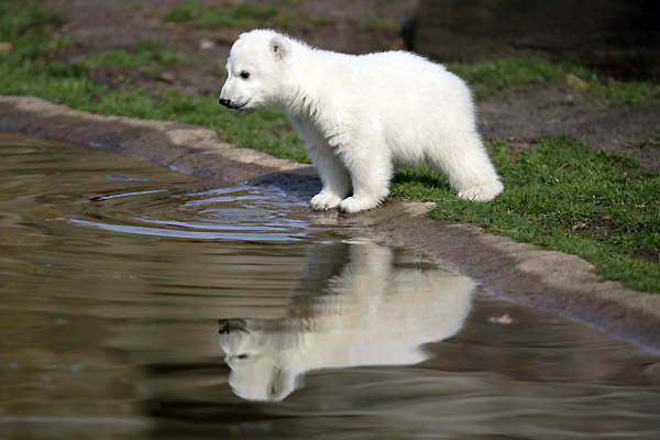 [polar-bears-cubs-knut-1[1].jpg]