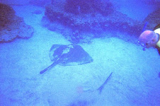 Petting Sting Rays