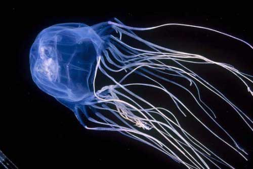 [9-jellyfish.jpg]