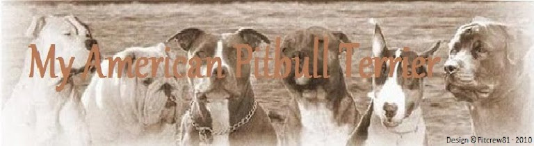 My American Pitbull Terrier