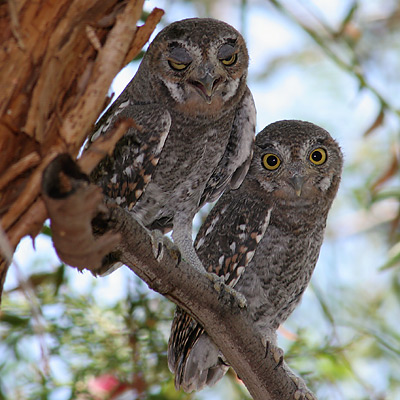 Female Elf Owl