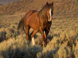 irg registracija 1127542~Mustang-Wild-Horse-Chestnut-Stallion-Walking-Wyoming-USA-Adobe-Town-Hma-Posters
