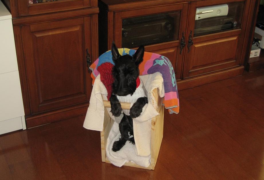 Canine Myasthenia Gravis The Bailey Chair Essential for successful