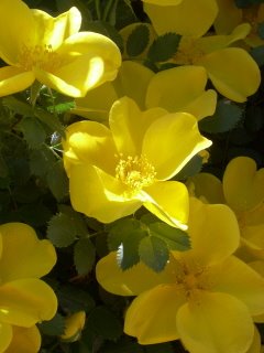 [wild+roses+yellow.jpg]