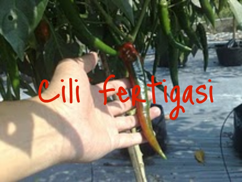 Cili Fertigasi