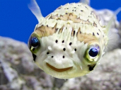 Puffer Fish