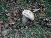 Wild English Ceps!